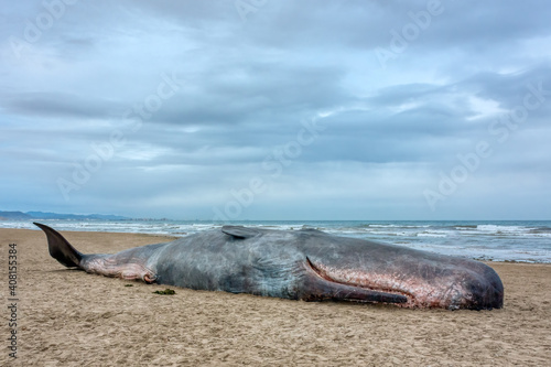 A poor sperm whale washed ashore, dead.
This happened on the 20th of December 2013 in Valencia, Spain.