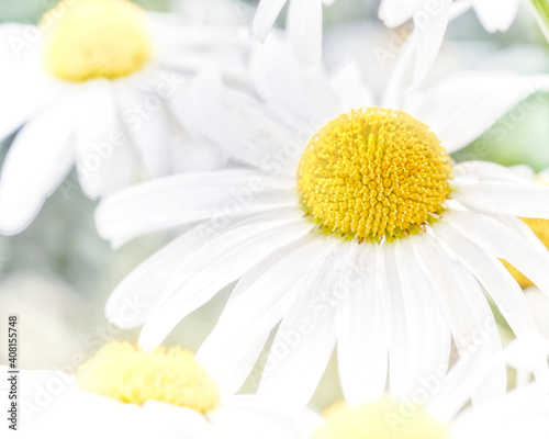 Daisies closeup