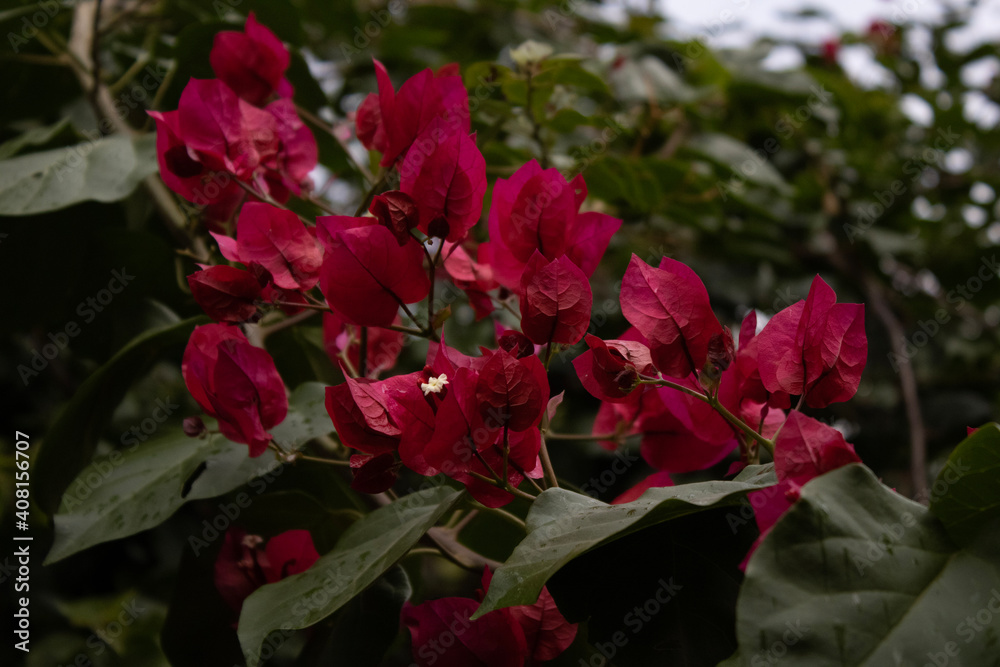 red rose bush