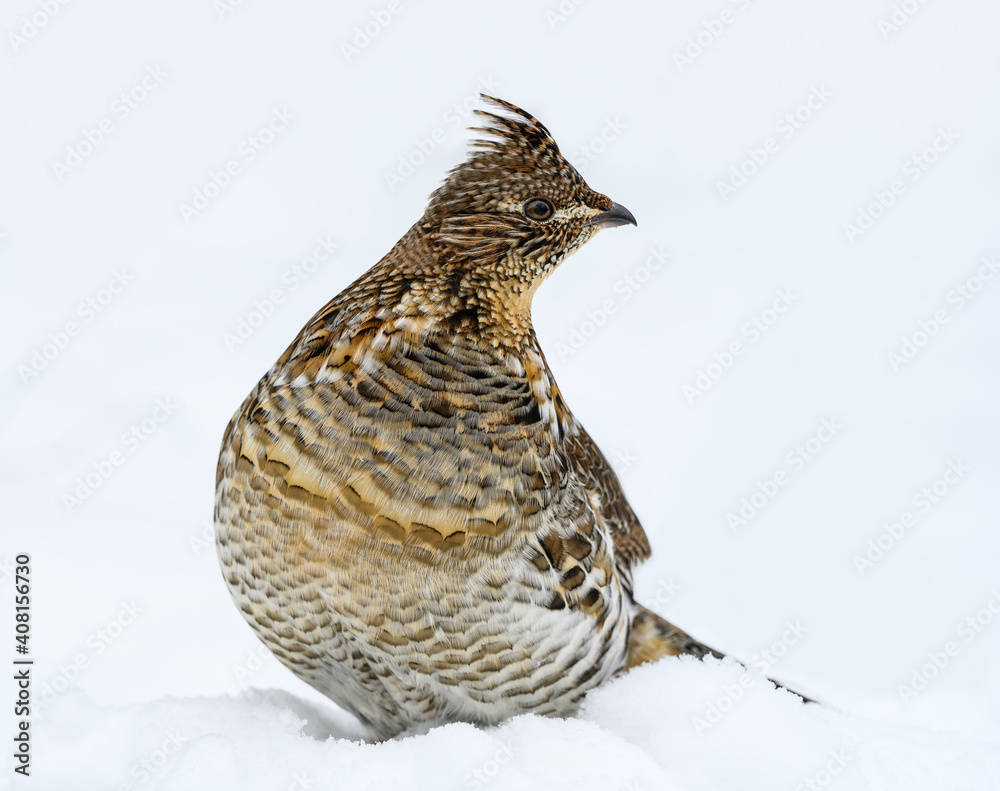 Ruffed Grouse Standing on Snow in Winter, Closeup Portrait Ruffed Grouse Standing on Snow in Winter, Closeup Portrait
