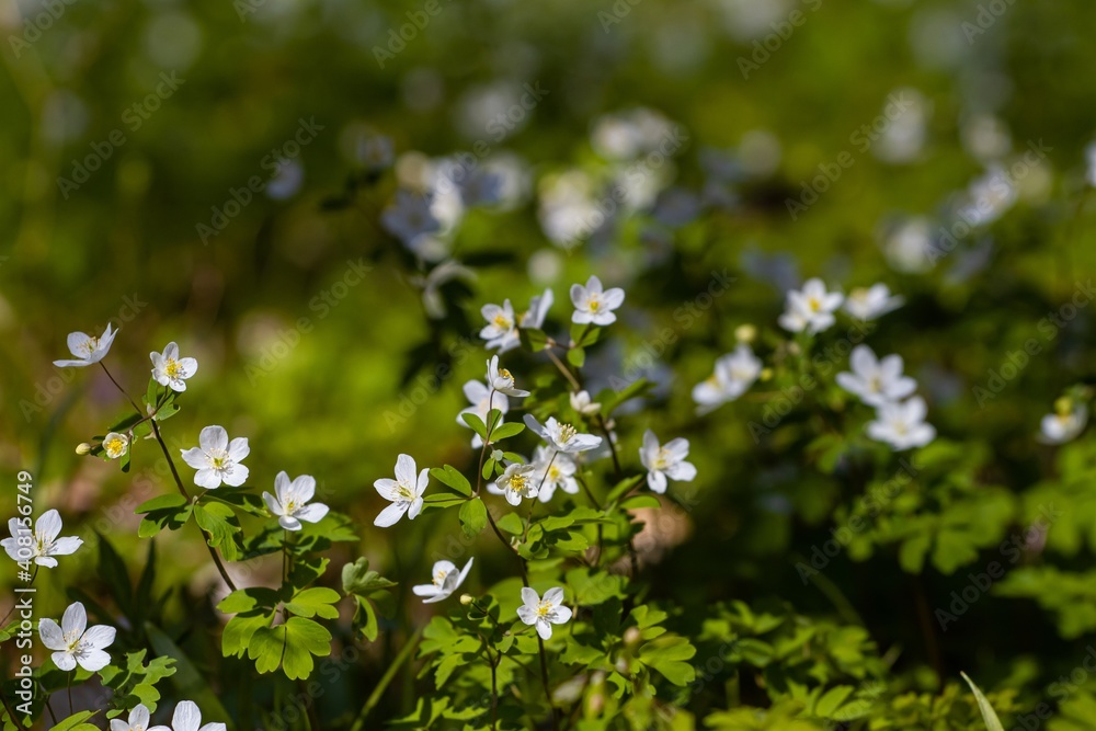 many little white flowers and buds with green leaves of unknown species, early spring morning in forest meadow, warm direct sunlight on plants, preserve nature concept many little white flowers and buds with green leaves of unknown species, early spring morning in forest meadow, warm direct sunlight on plants, preserve nature concept