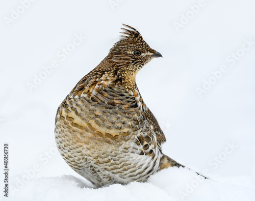 Ruffed Grouse Standing on Snow in Winter, Closeup Portrait © FotoRequest