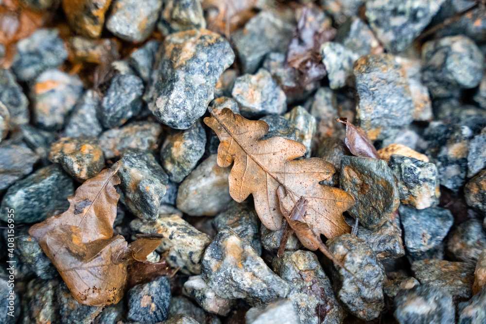 wet frozen small stones standing on the ground on which some brown autumn leaves of oak have fallen wet frozen small stones standing on the ground on which some brown autumn leaves of oak have fallen