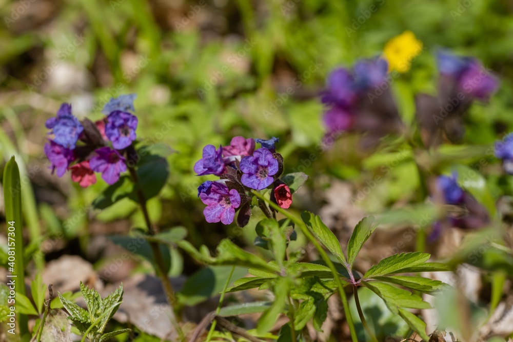 pink, purple and blue colourful small flowers of Suffolk lungwort, early spring on a wood meadow, macro background, understanding beauty of nature pink, purple and blue colourful small flowers of Suffolk lungwort, early spring on a wood meadow, macro background, understanding beauty of nature