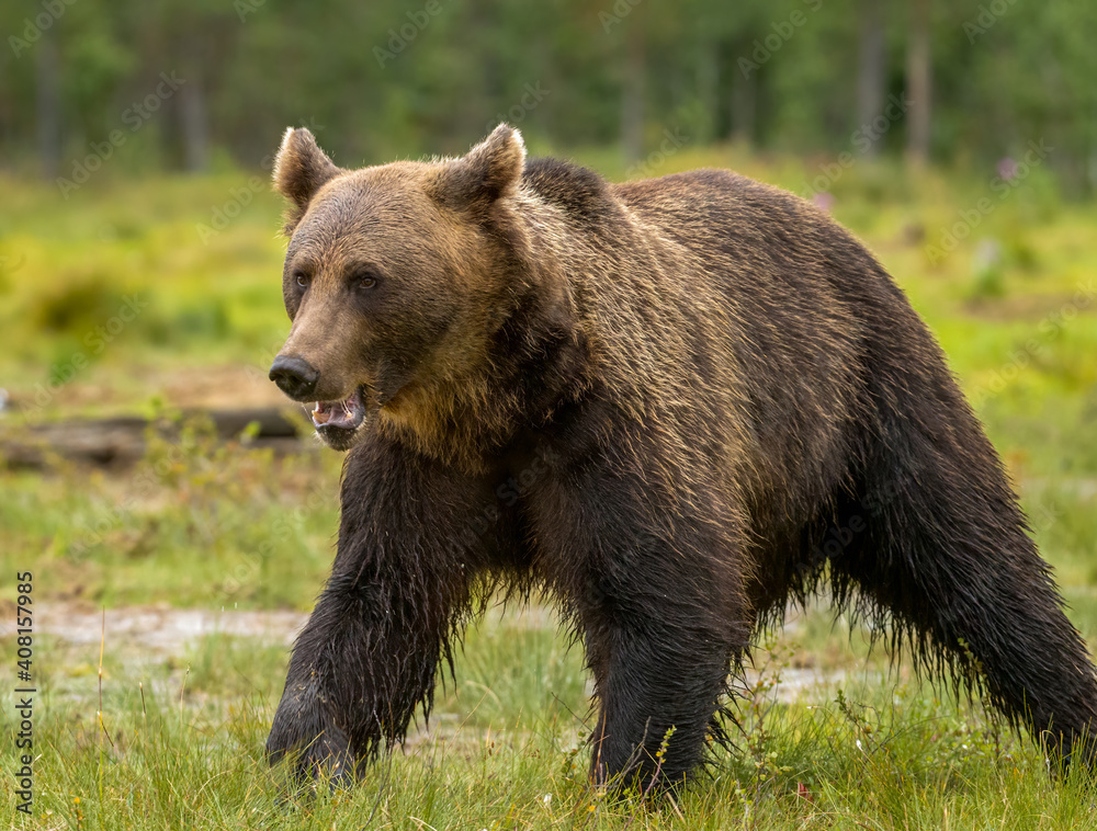 Image of brown bear in Finland