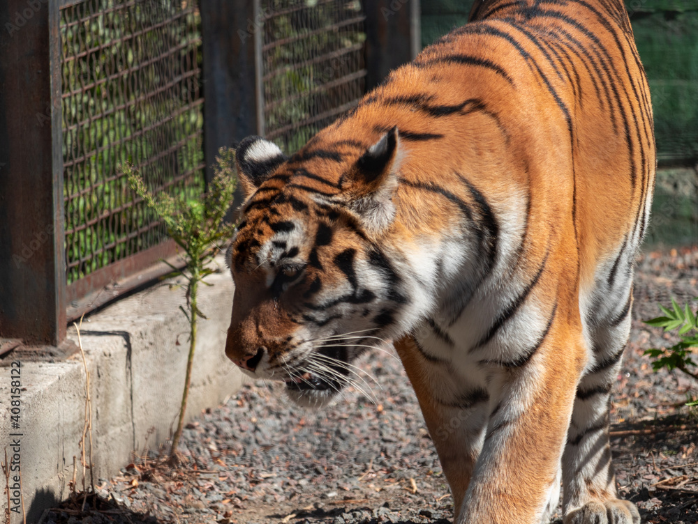 Close up full length front portrait of one young tiger standing low angle view Close up full length front portrait of one young tiger standing low angle view