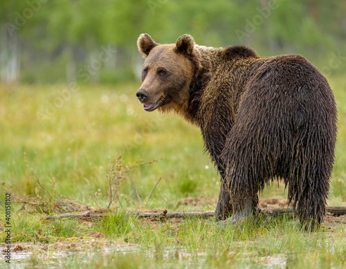 Image of brown bear in Finland