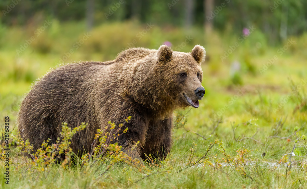 Image of brown bear in Finland