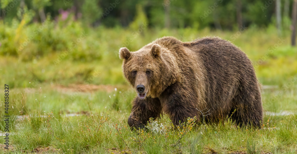 Fototapeta premium Image of brown bear in Finland