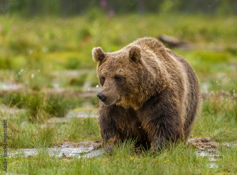 Image of brown bear in Finland