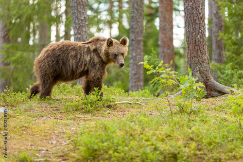 Image of brown bear in Finland