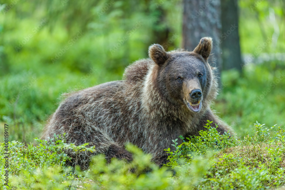 Fototapeta premium Image of brown bear in Finland