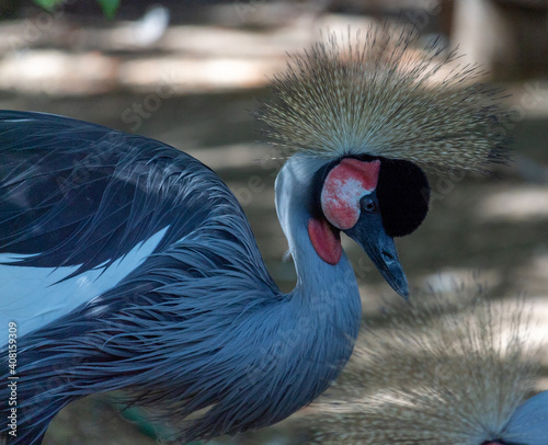 Portrait of a gray crowned crane in the zoo photo