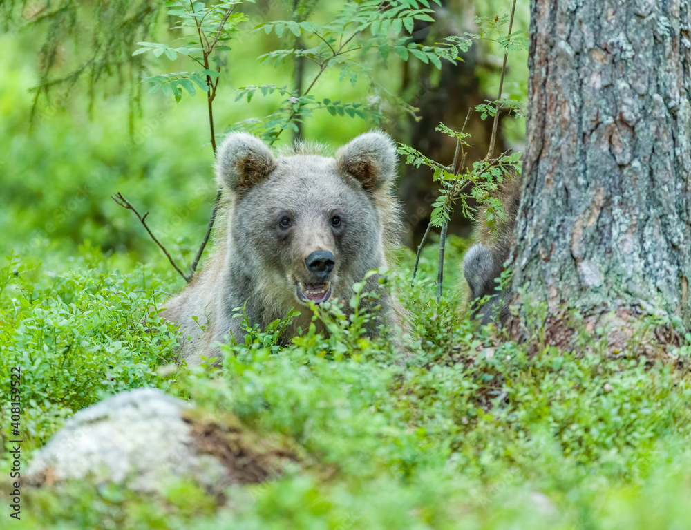 Obraz premium Image of brown bear in Finland