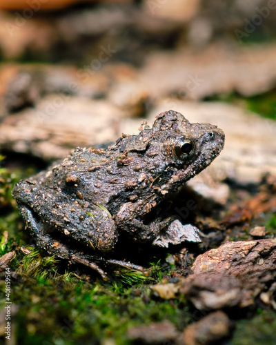 frog on the ground