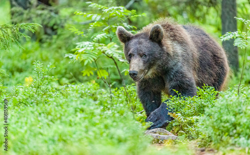 Image of brown bear in Finland