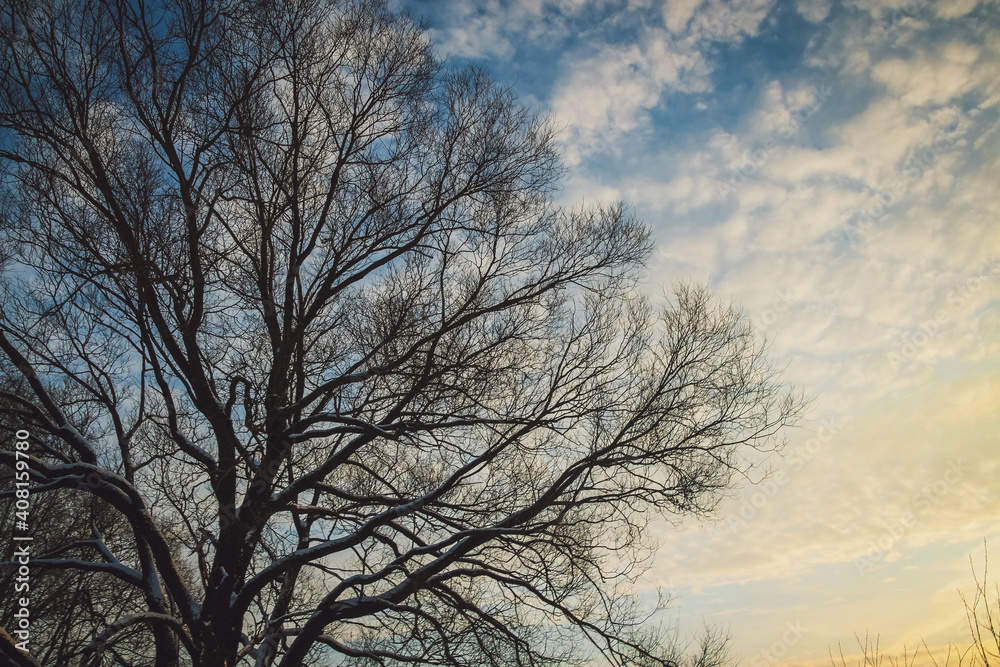 tree in the sky tree in the sky