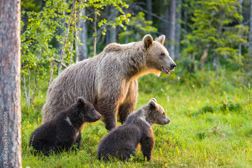 Image of brown bear in Finland