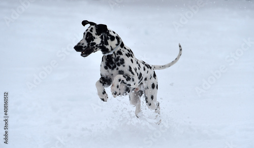 a dalmatian dog in the snow