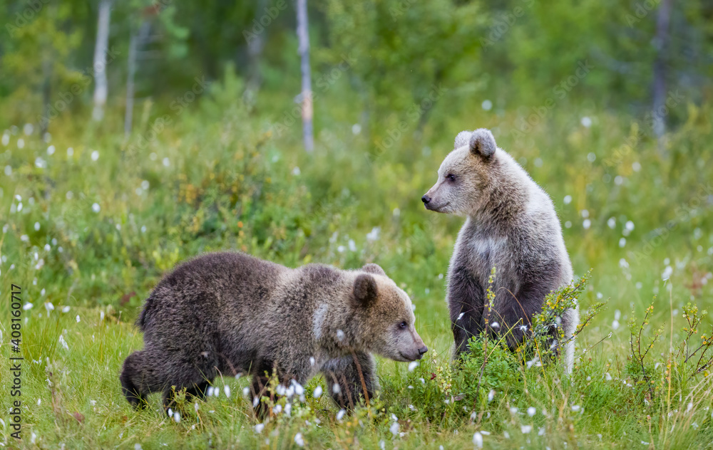Obraz premium Image of brown bear in Finland
