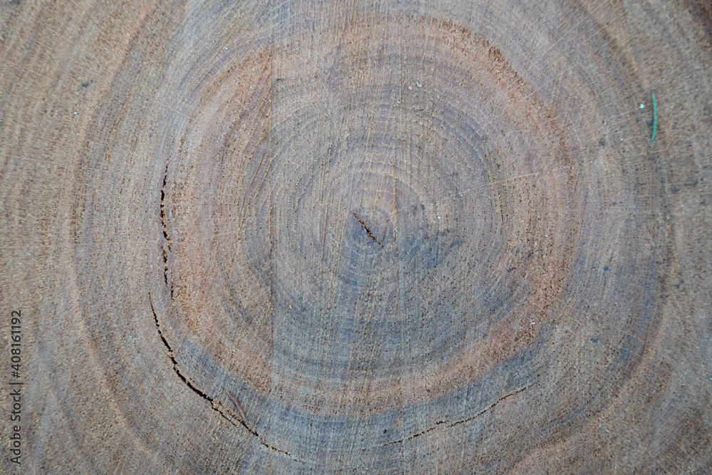 Naklejka premium an old tree stump where you can see the tree's annual circles