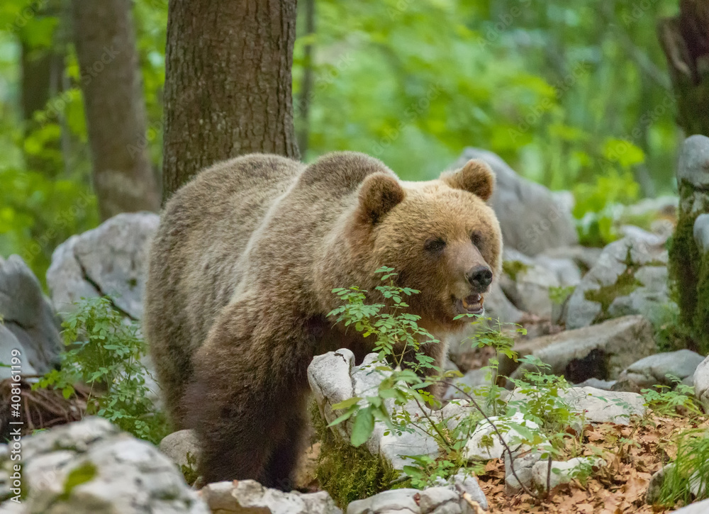 Fototapeta premium Image of brown bear in Slovenia