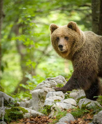 Image of brown bear in Slovenia