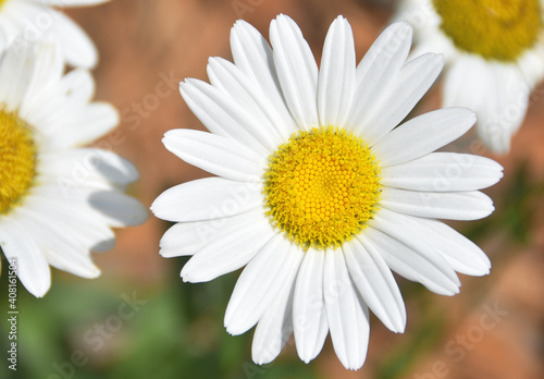 Summer Daisies