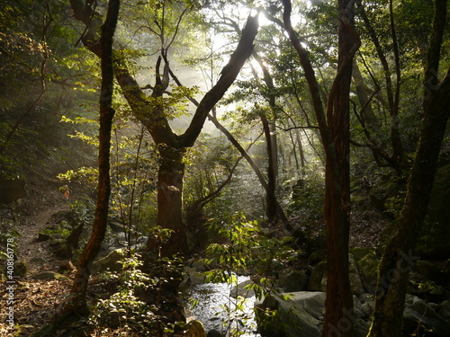 早朝の森の中　日本 © 優太 芹田