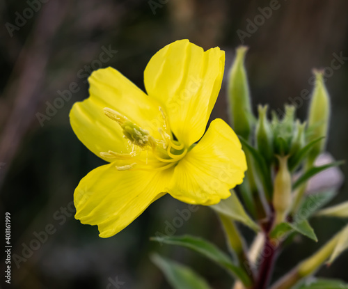 Yellow flower of fragrant evening evening oenothera.