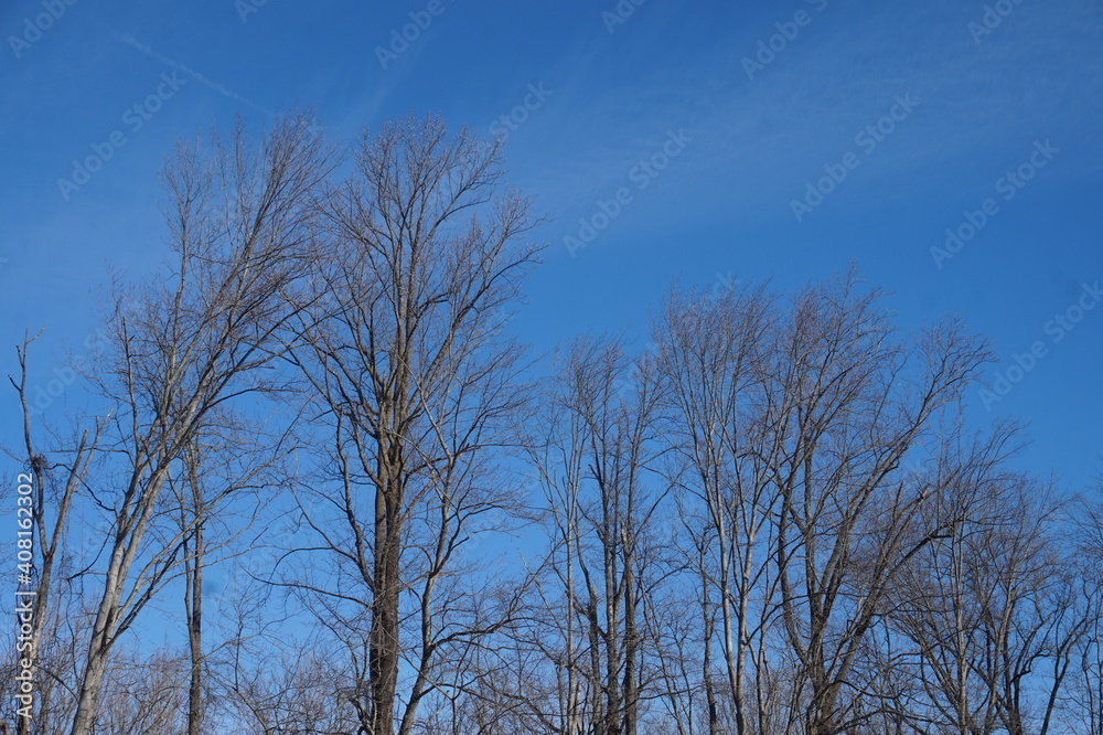 Winter Tree Tops Against Cloudless Blue Sky Winter Tree Tops Against Cloudless Blue Sky