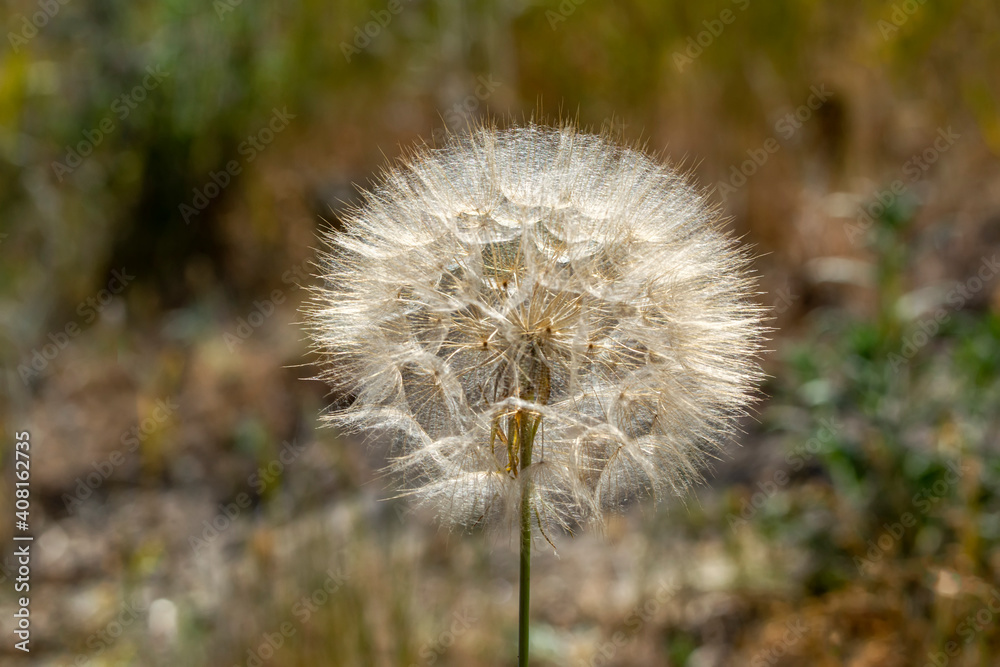 Dandelion seeds close up blowing in green background Dandelion seeds close up blowing in green background