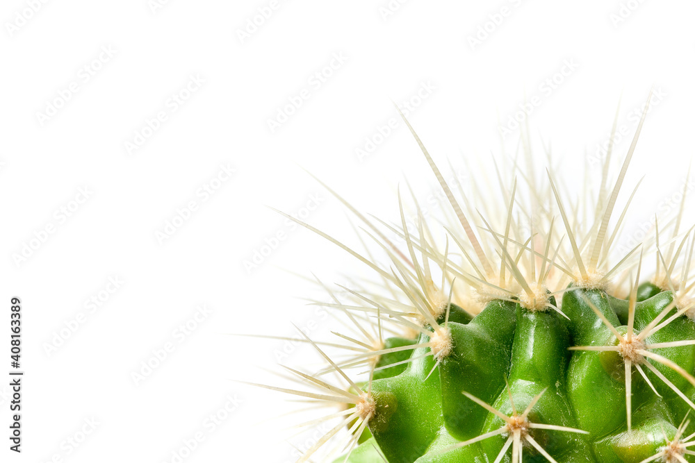 Vibrant green cactus close up against a white background with copy space. House plant nature spikey flora detail macro Vibrant green cactus close up against a white background with copy space. House plant nature spikey flora detail macro