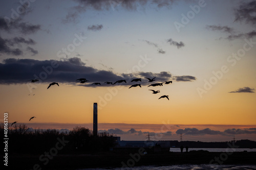 Geese in flight at dusk over Fawley Power Station on the south coast of Hampshire, England. Migration wildlife birdlife conservation ecosystem nature photo