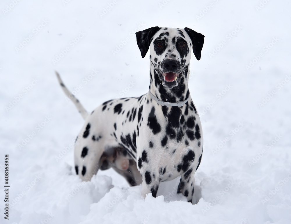 a dalmatian dog running in the snow