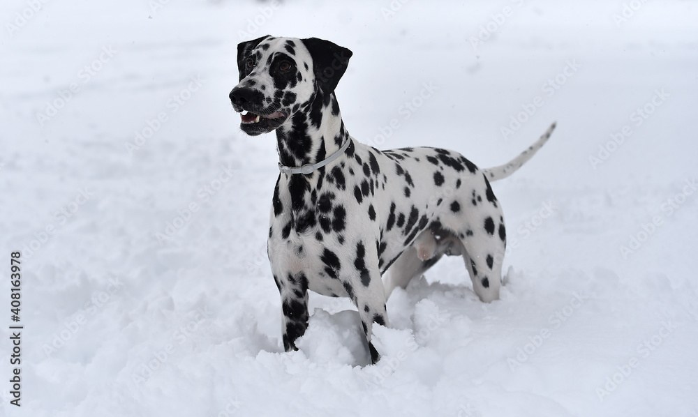 a dalmatian dog running in the snow