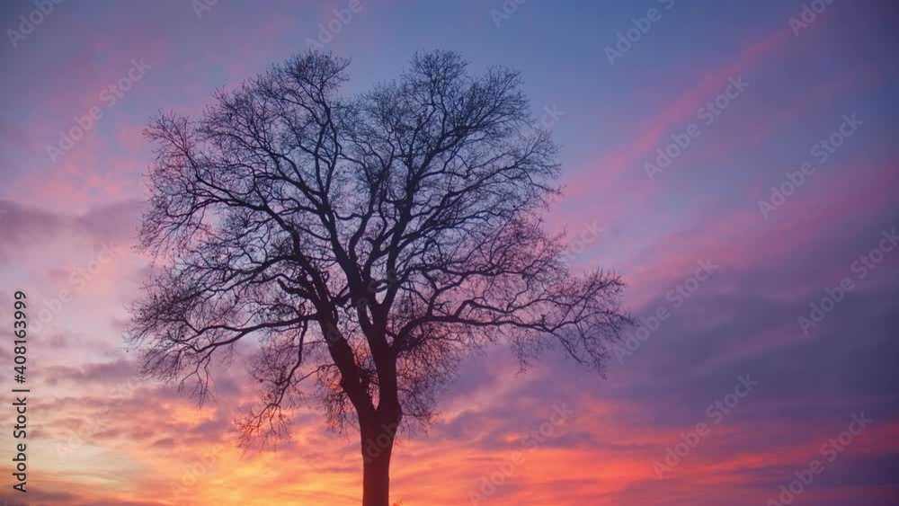 Lonely Tree In Clear Flat Snow Field at sunset , Slovenia Lonely Tree In Clear Flat Snow Field at sunset , Slovenia