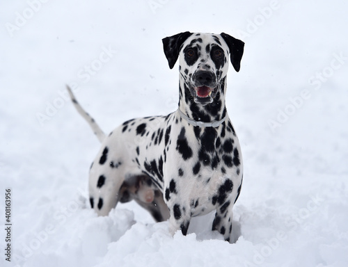 Fototapeta Naklejka Na Ścianę i Meble -  a dalmatian dog running in the snow