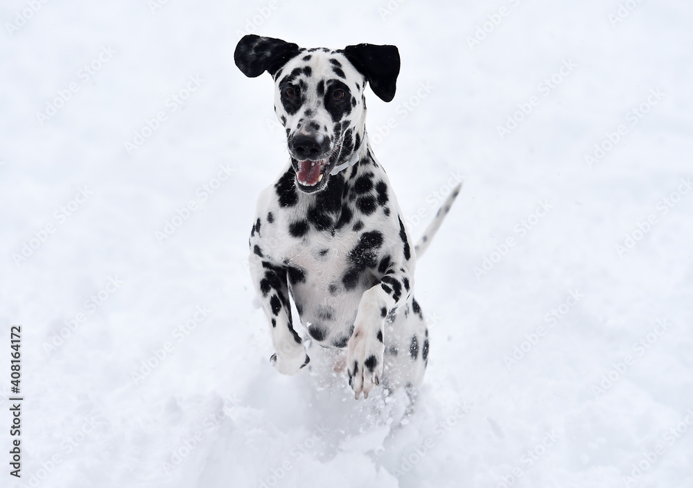 a dalmatian dog running in the snow a dalmatian dog running in the snow