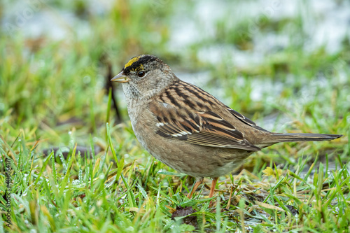 close up of one cute golden-crowned sparrow searching for food on a green grass field in the park © Yi