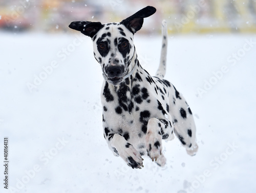 un precioso perro dalmata en la nieve