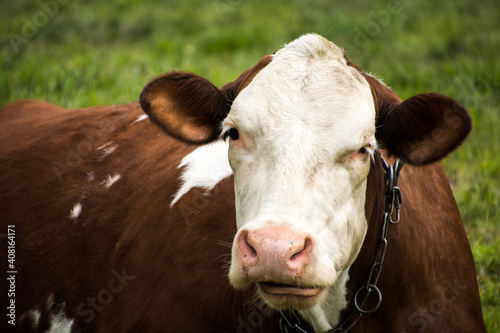 portret krowy na pastwisku