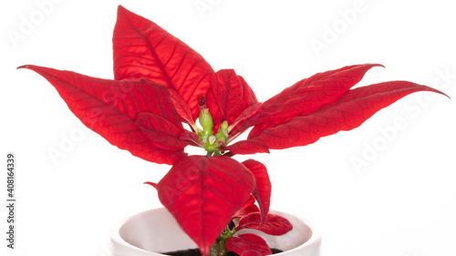 Poinsettia- bright translucent red on snow white background