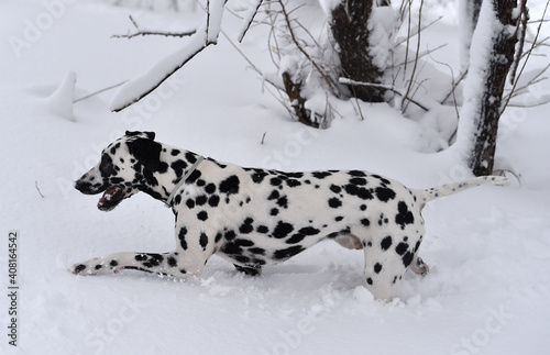 dalmata dog