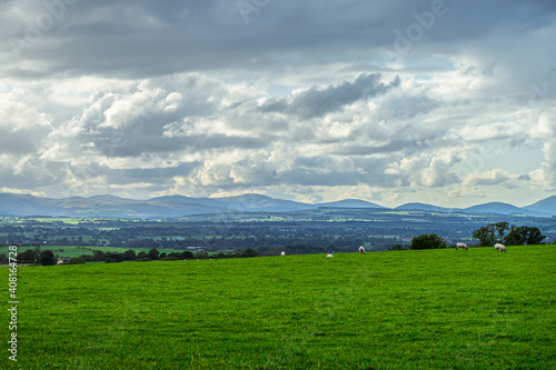 Sheep in the fields of Lake district
