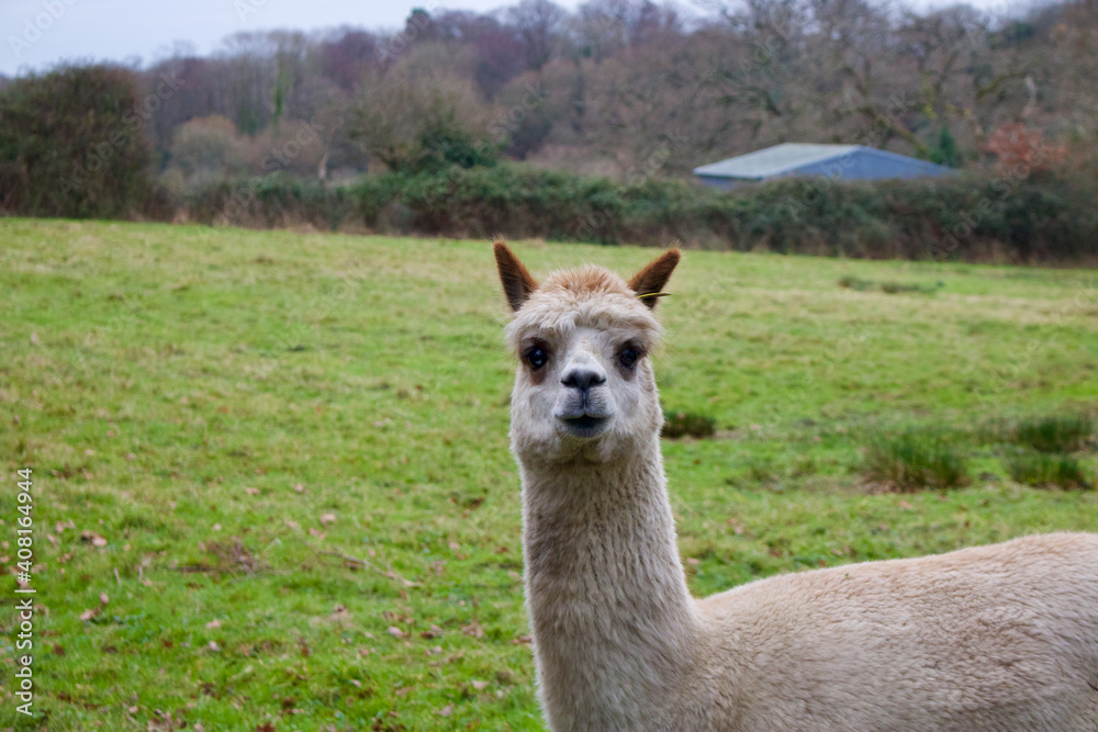 Fototapeta premium Llama in a green field