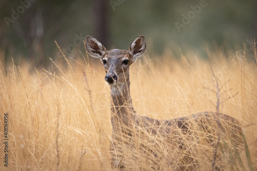 Female White Tail Deer on a Hiking Trail