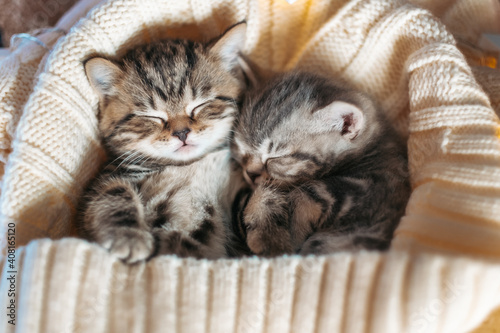 Cute tabby kittens playing sleeping together. Cute baby cats in love. Kids animal cat and cozy home concept. Pets. Taking care of animals.