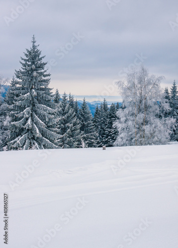 Des arbres gelés dans la montagne avec la neige blanche devant
