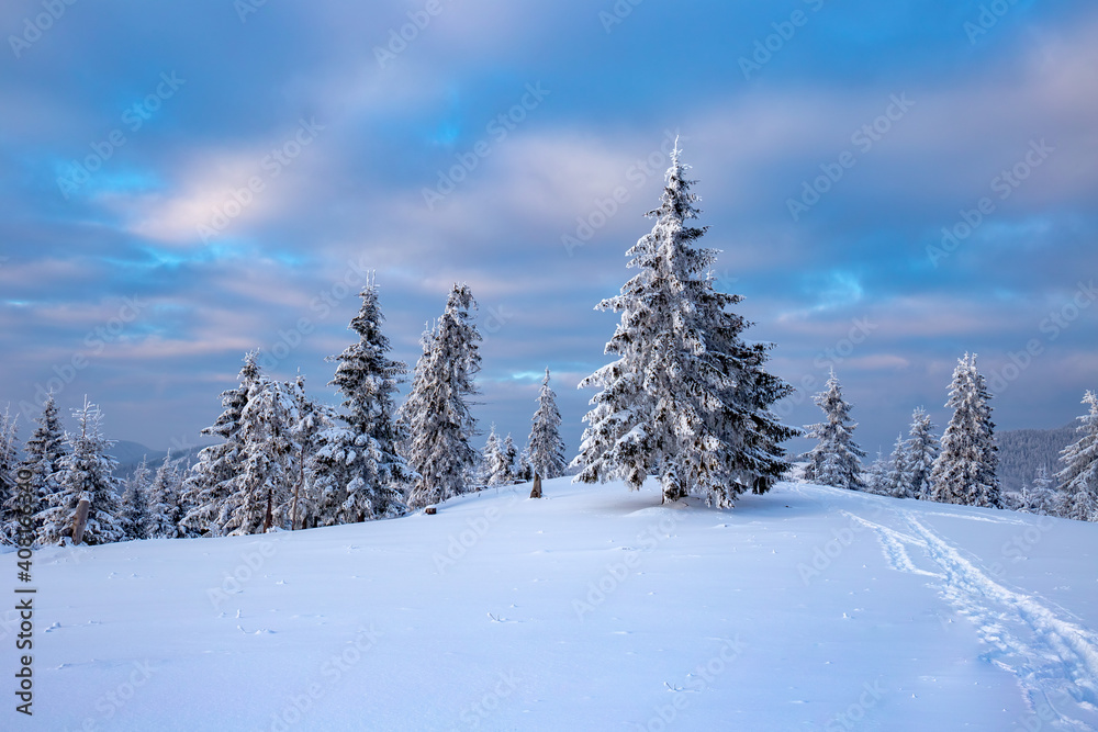 Sunset with heavily snowed trees, Pangarati Peak, Harghita, Transylvania, Romania, Europe